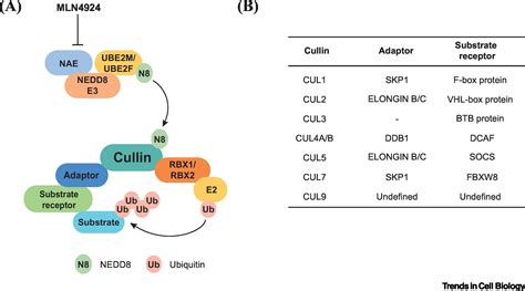 cullin ring ligase|cullin ring e3 ligase.